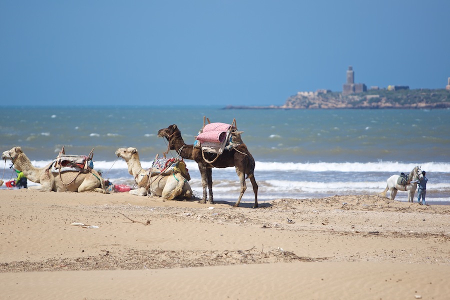 Marokko Essaouira Marrakesh Essaouira camels_foto_af_ Bent_Andreassen