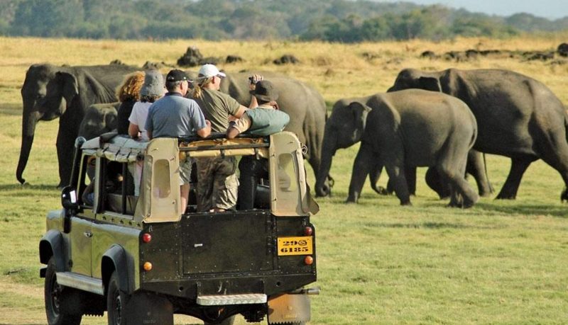 Sri Lanka safari